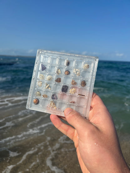 Seashell Display Case