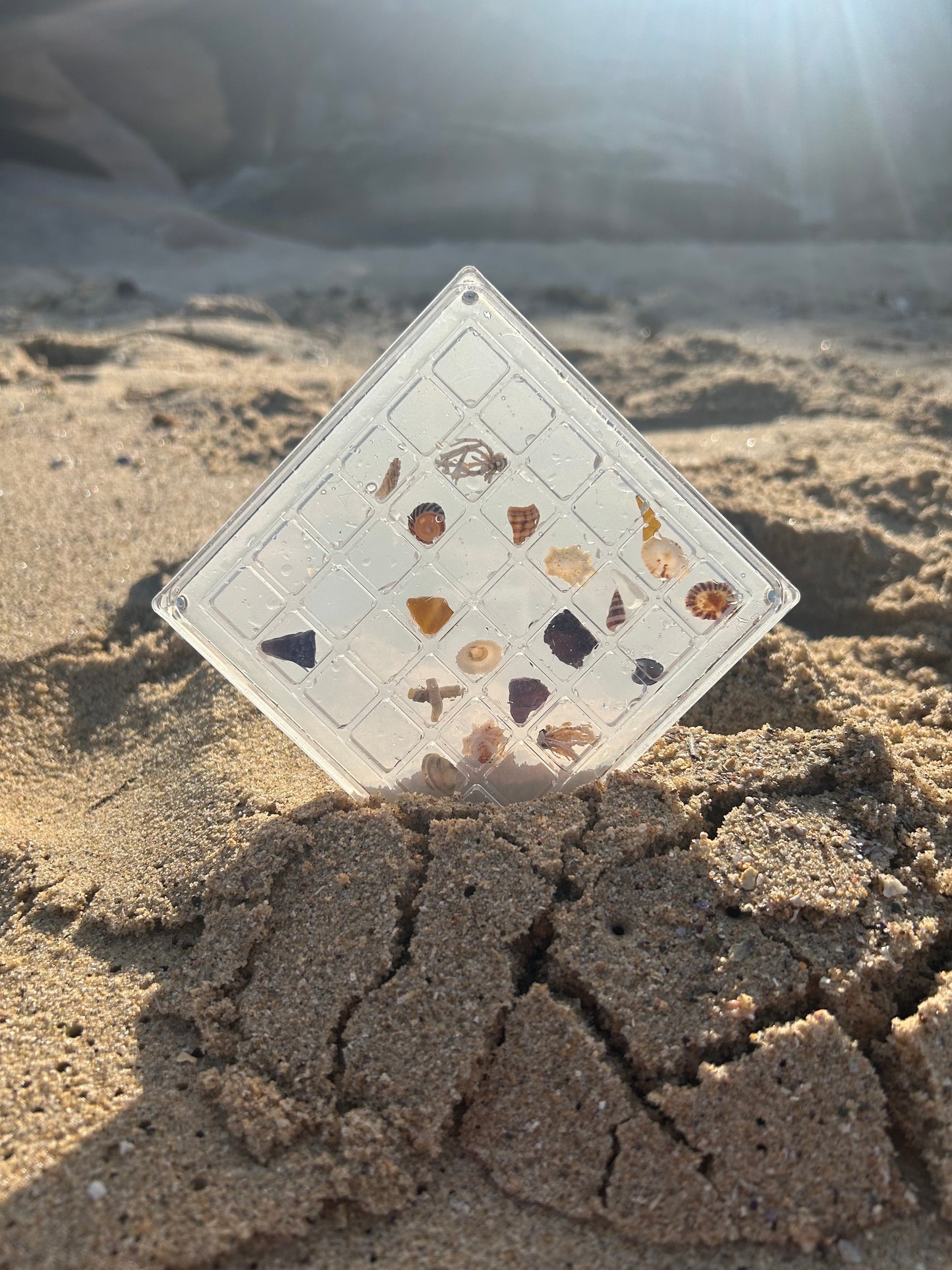 Seashell Display Case